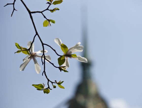 Magnolienblüte