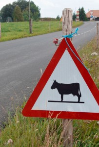 Achtung Kühe auf der Strasse
